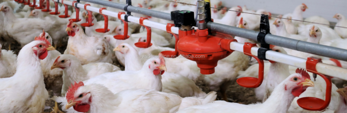 Automatic poultry ball valve chicken nipple drinkers for layers breeders hens broilers quail water system