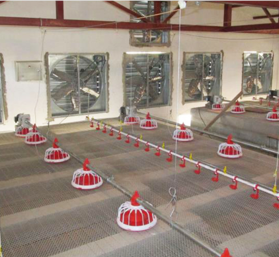 फार्म के लिए पूरी तरह से ऑटो चिकन फ़ीड ऑगर सिस्टम पोल्ट्री ऑगर फीडर 1