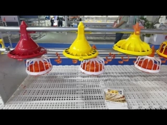 स्वचालित कुक्कुट आहार प्रणाली